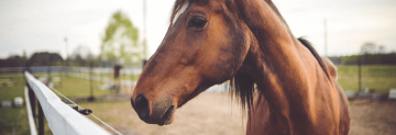 paardendekens-wassen-web-geoptimaliseerd.png